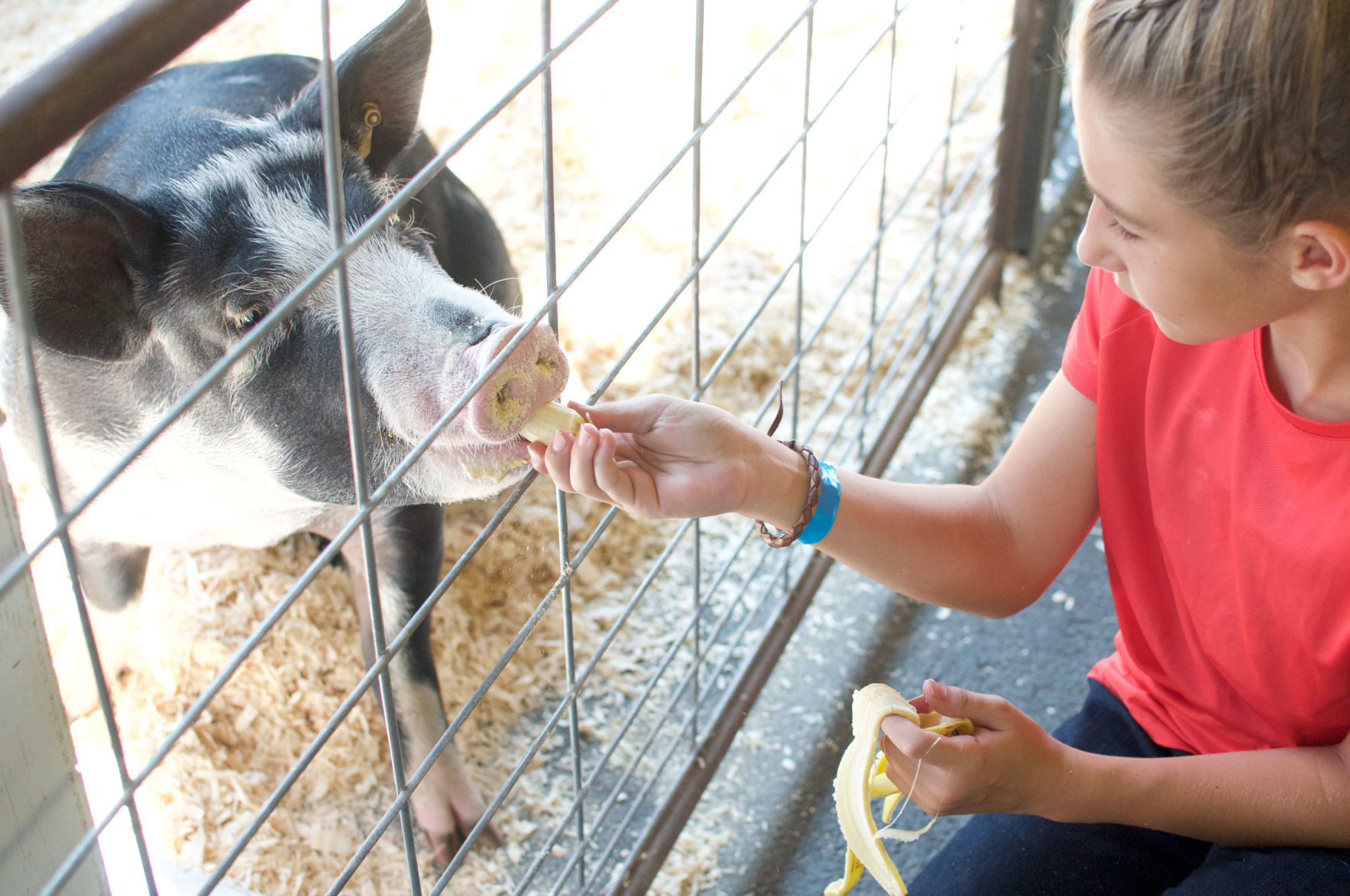 Swine judging